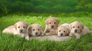 labrador-retriever-puppies